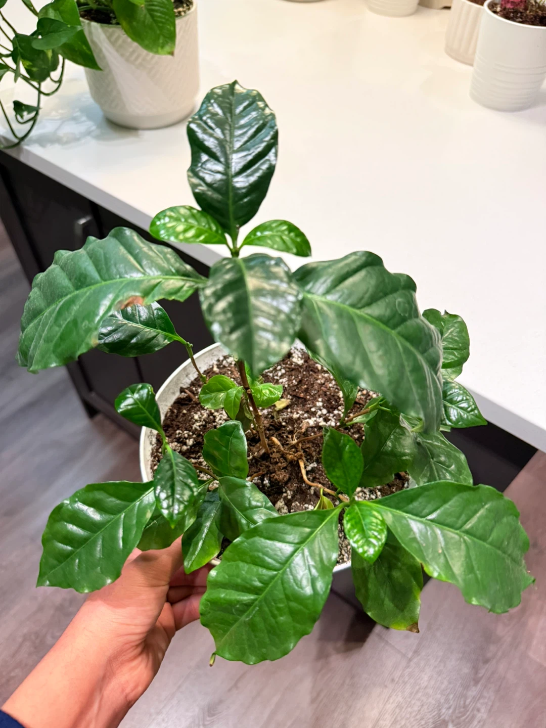 Indoor Plants - photo 5