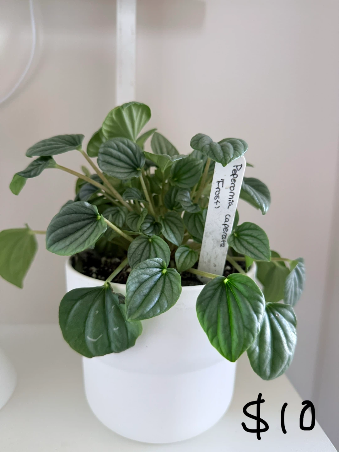 Indoor Plants - photo 3