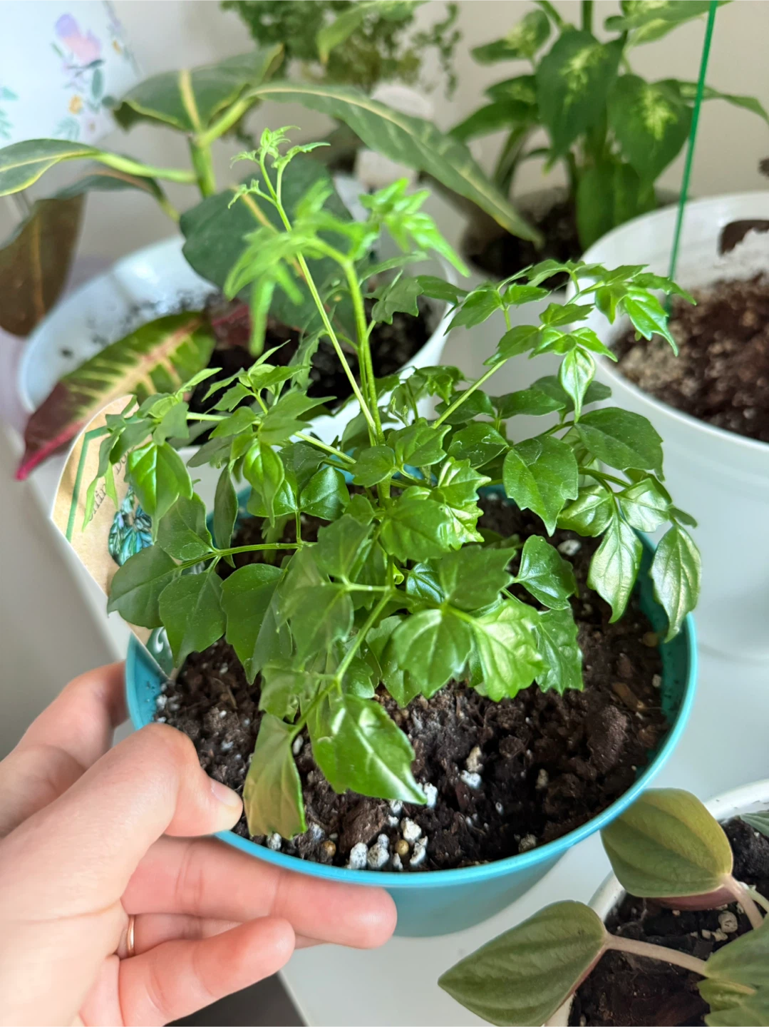 Indoor Plants - photo 4
