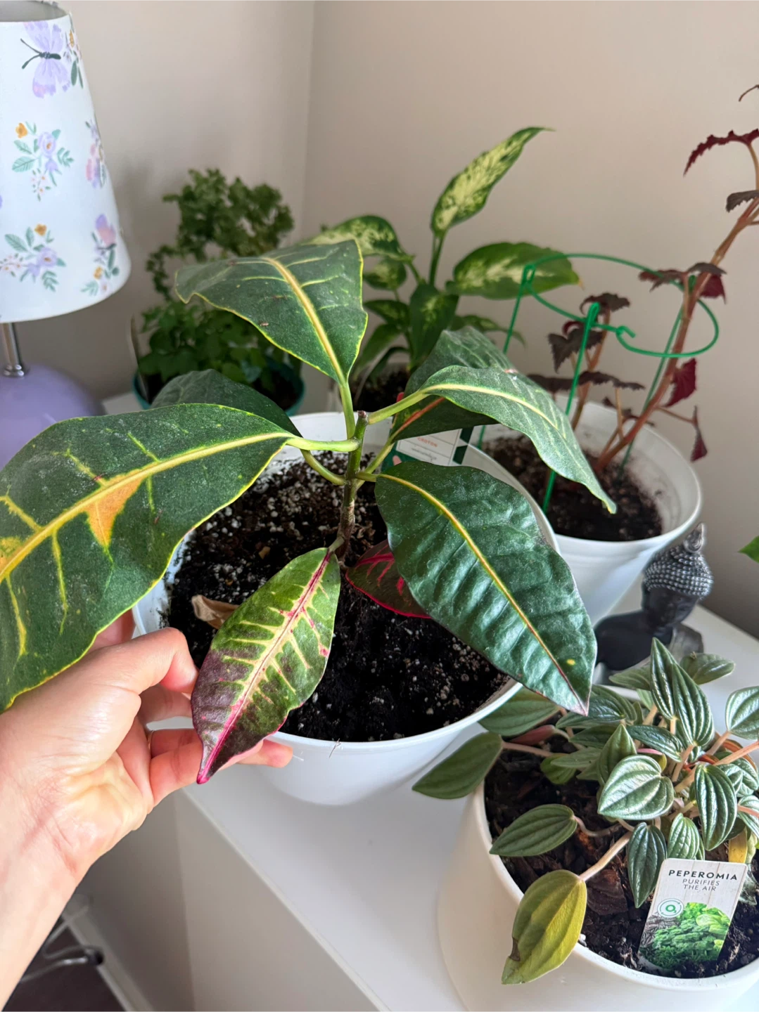 Indoor Plants - photo 2