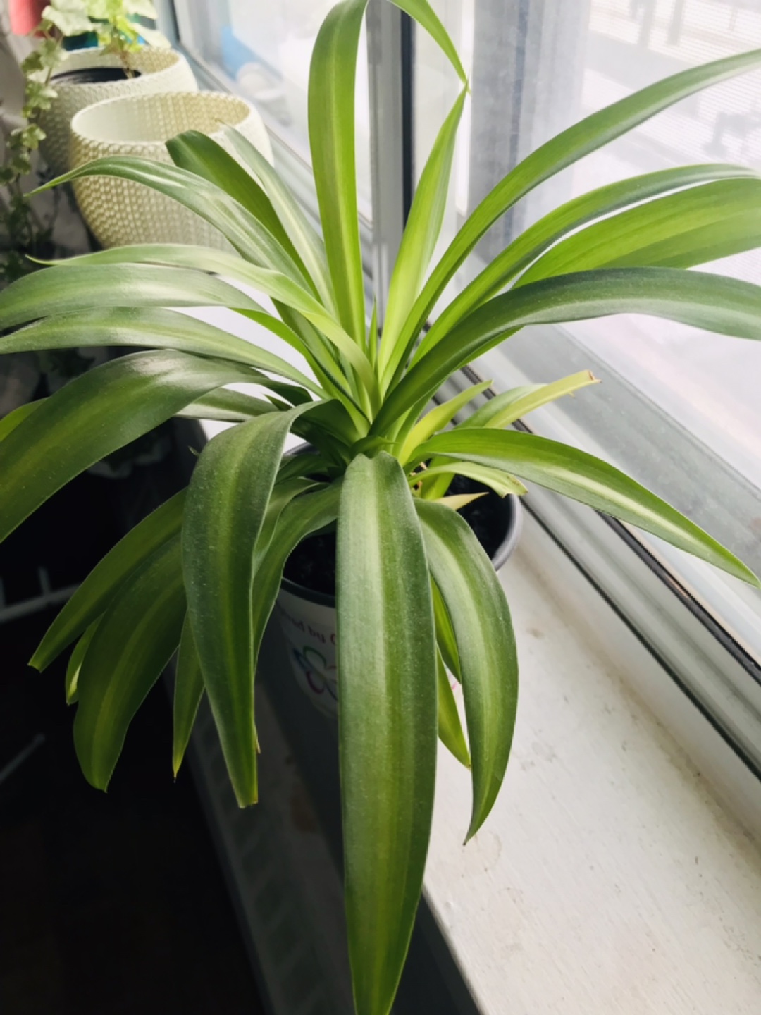 Spider plant - photo 2