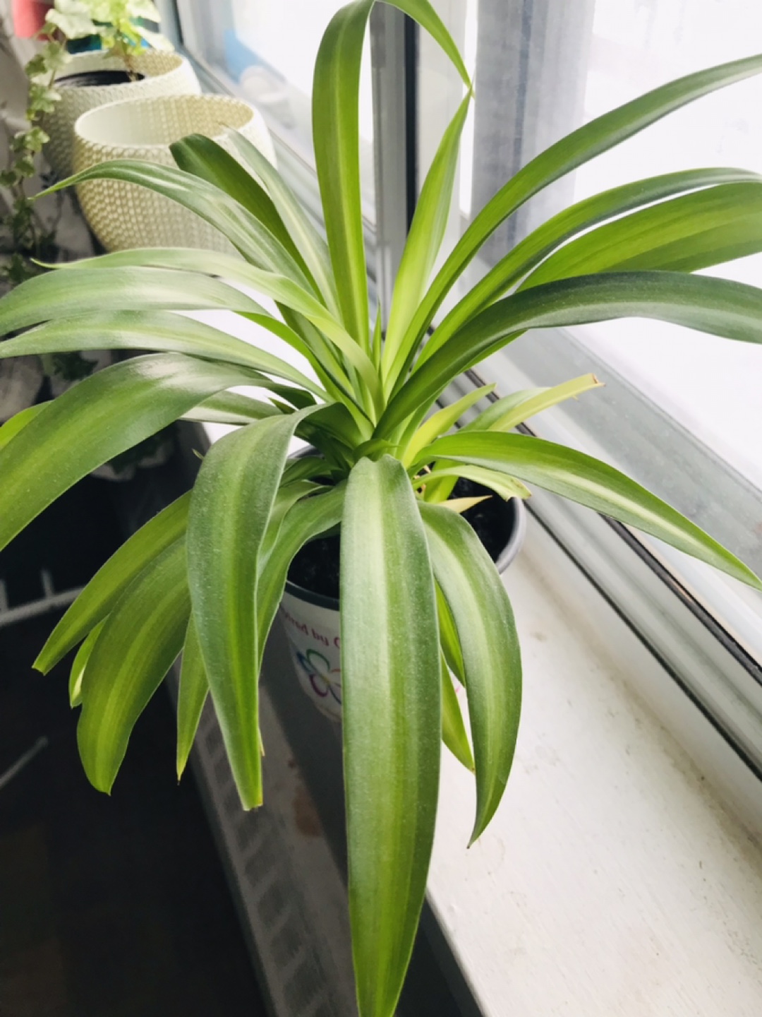Spider plant