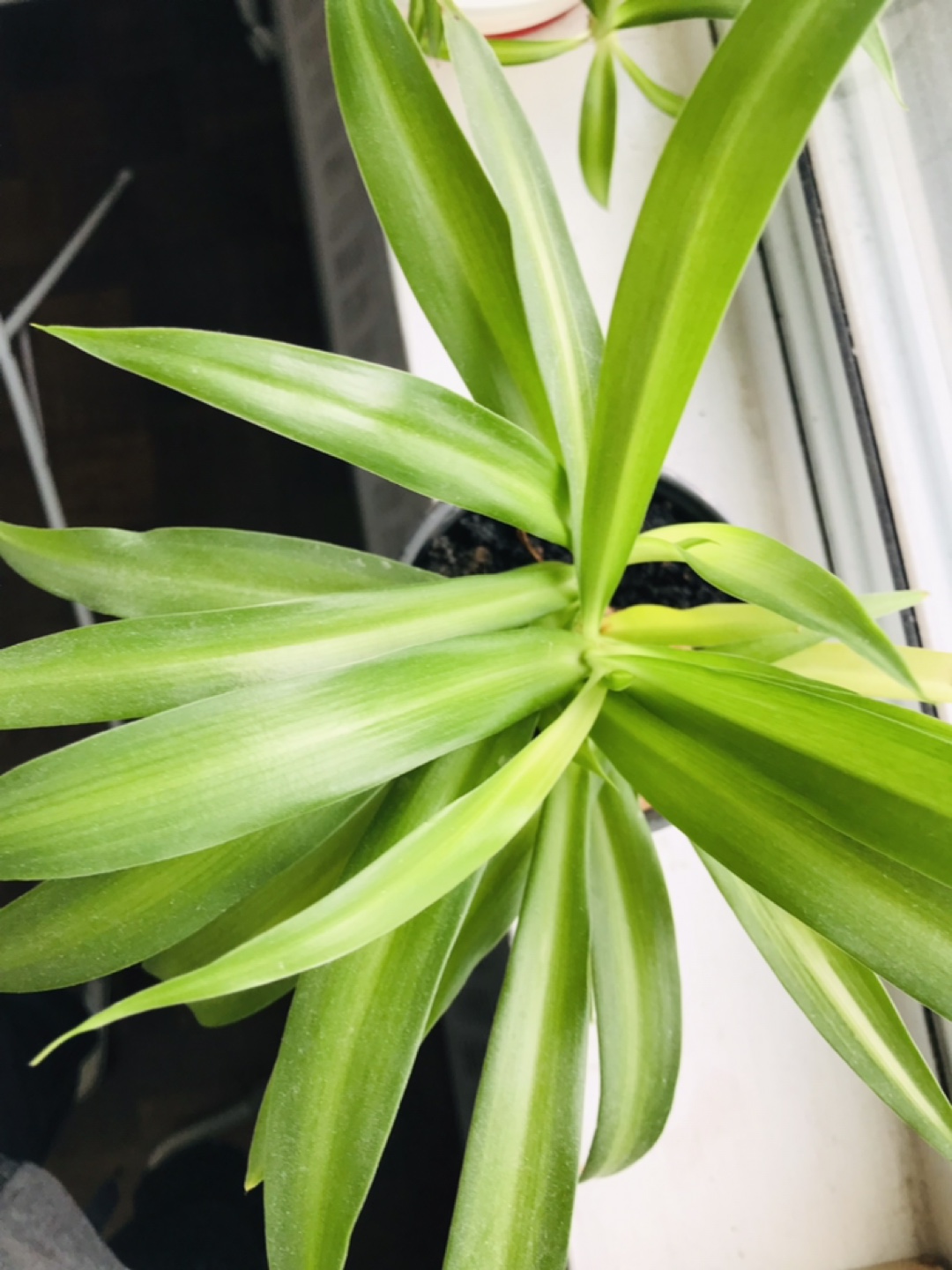 Spider plant - photo 3