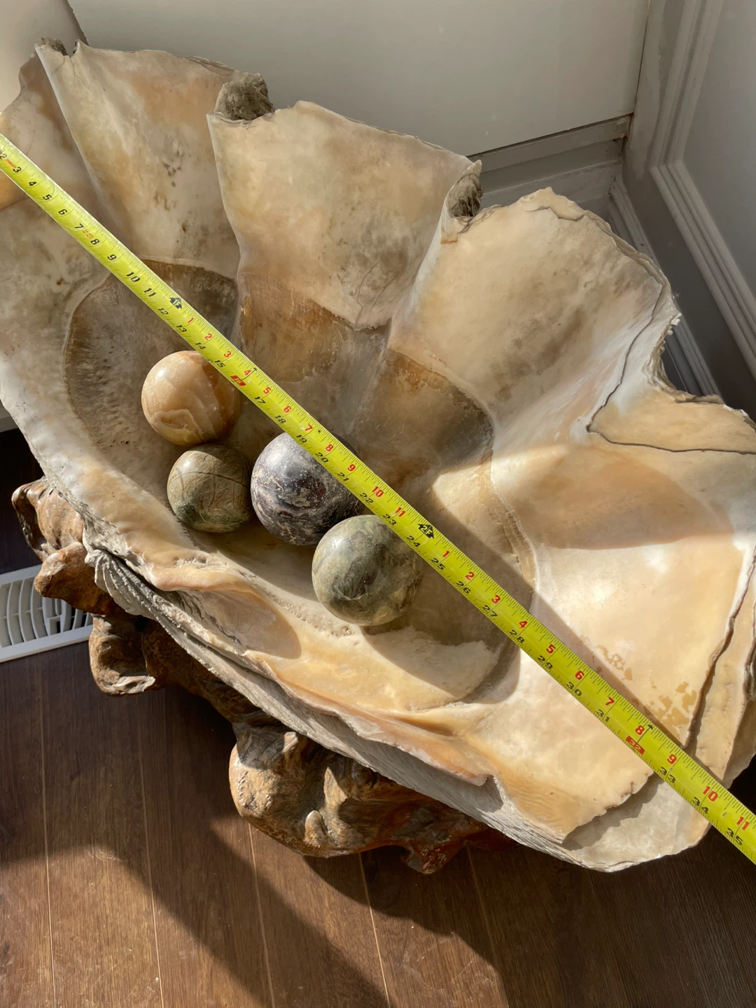 Giant Clam Shell with Stone pearls and custom wooden base
