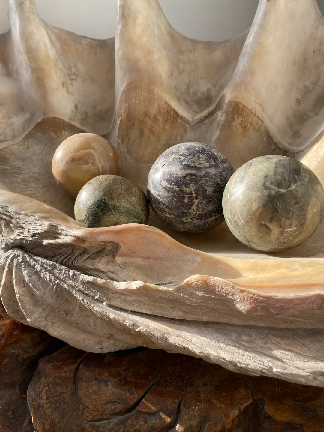 Giant Clam Shell with Stone pearls and custom wooden base - photo 4