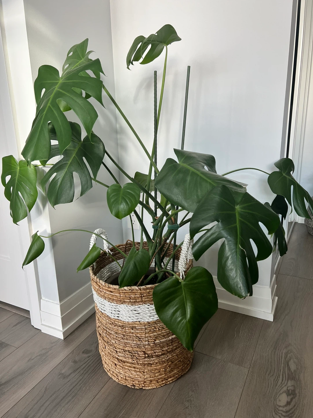 Moving sale— Large monstera deliciosa + woven basket - photo 2