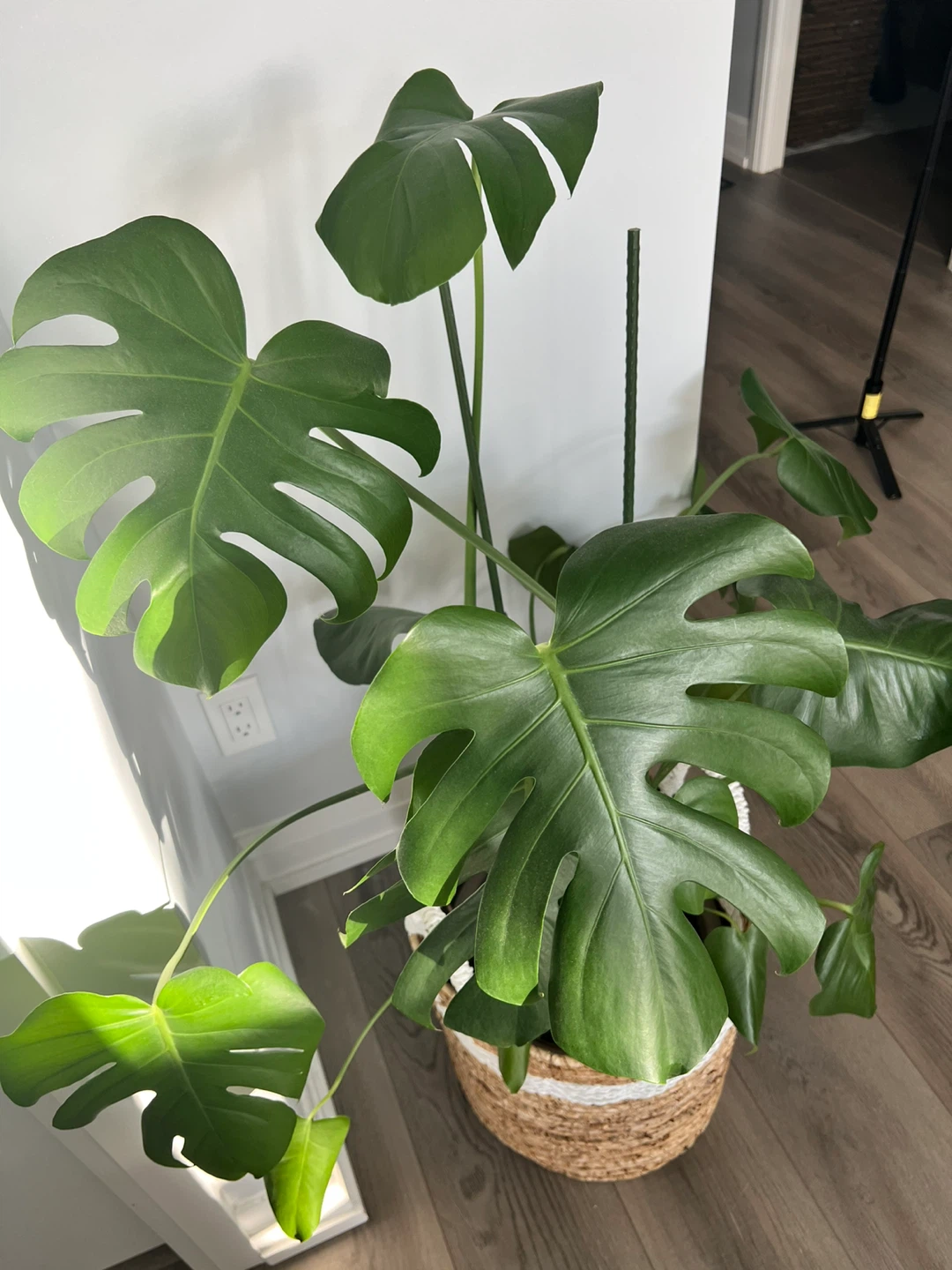 Moving sale— Large monstera deliciosa + woven basket