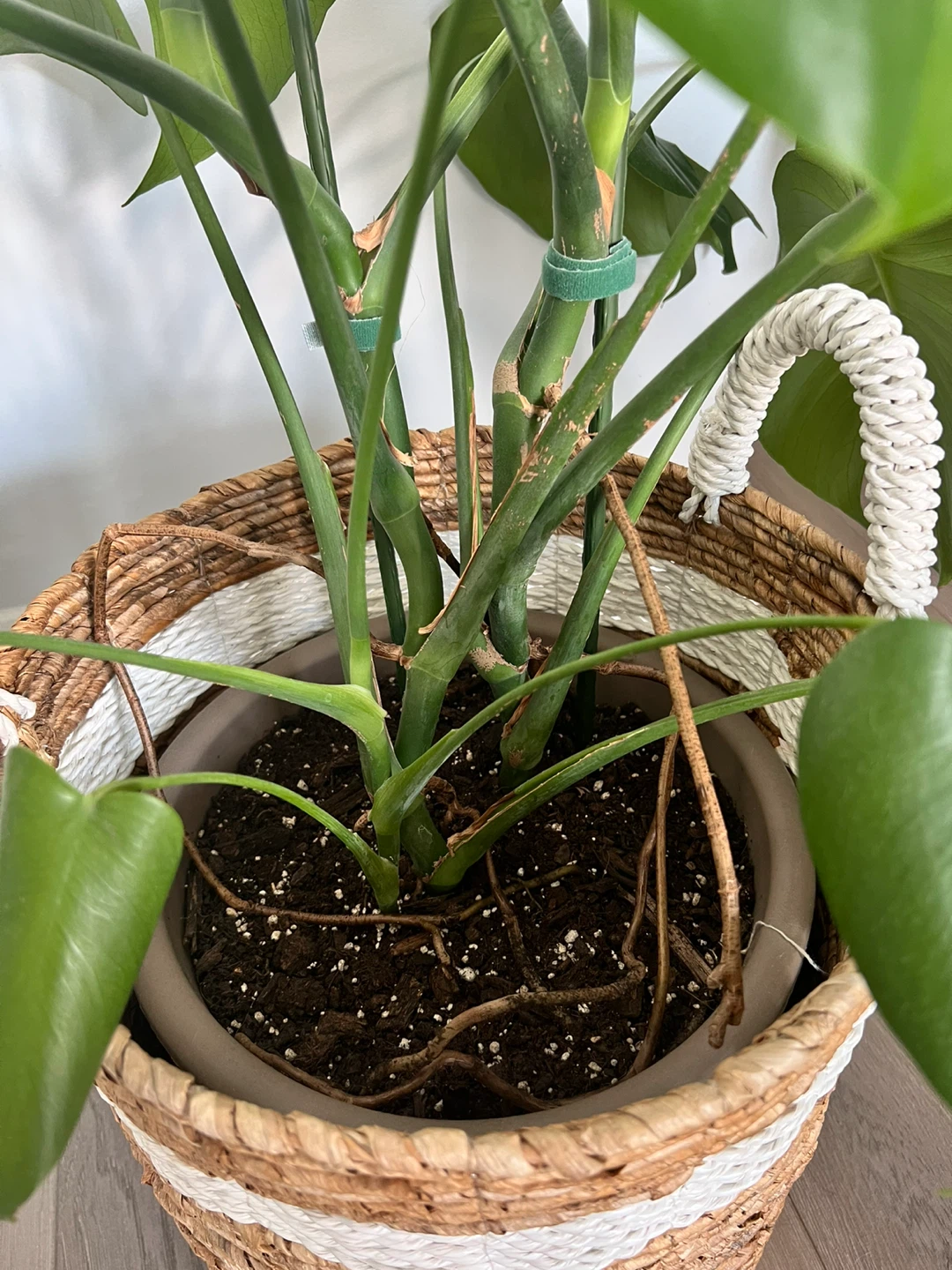 Moving sale— Large monstera deliciosa + woven basket - photo 3