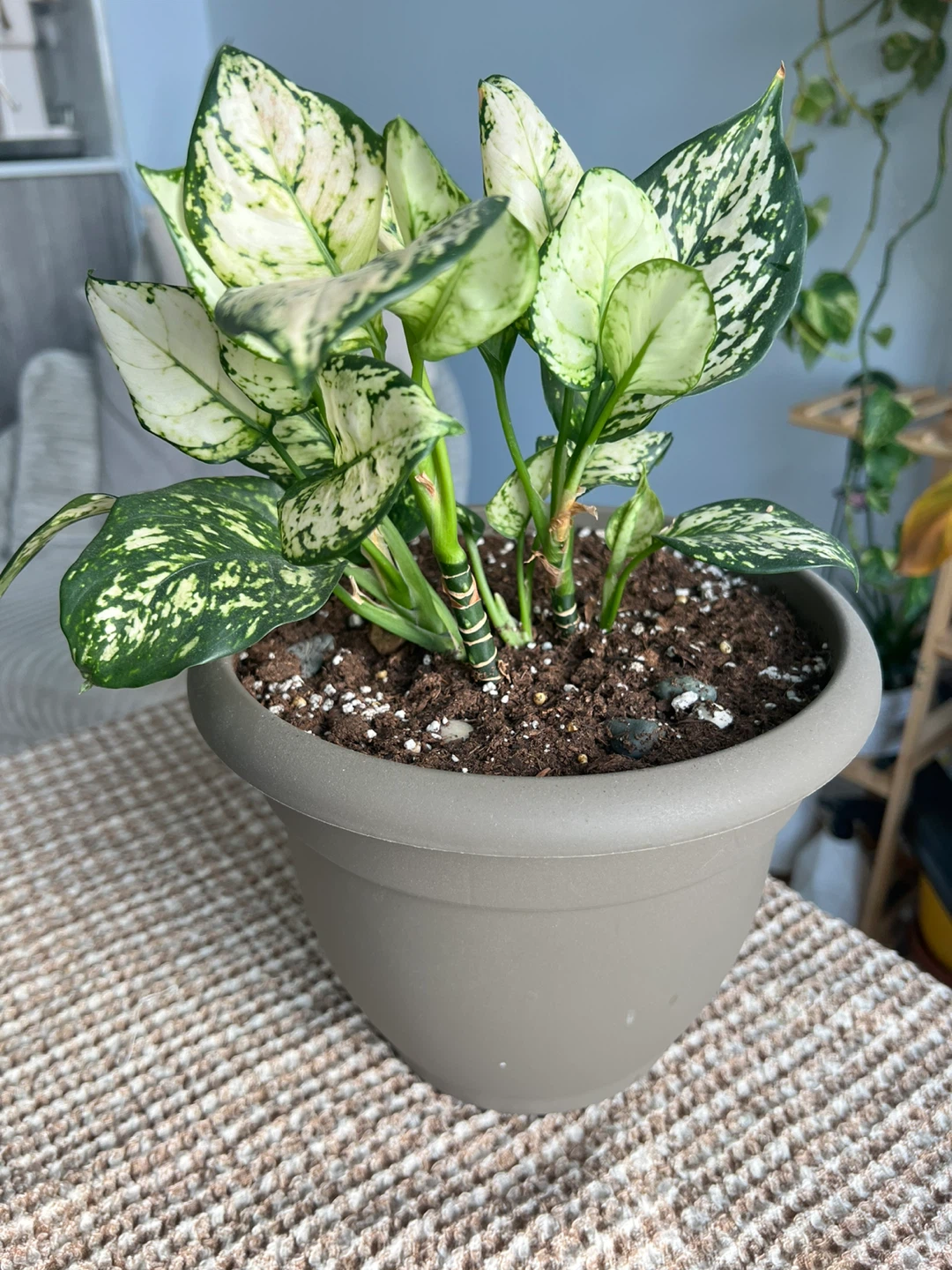 Moving sale—Aglaonema plant (Chinese evergreen)