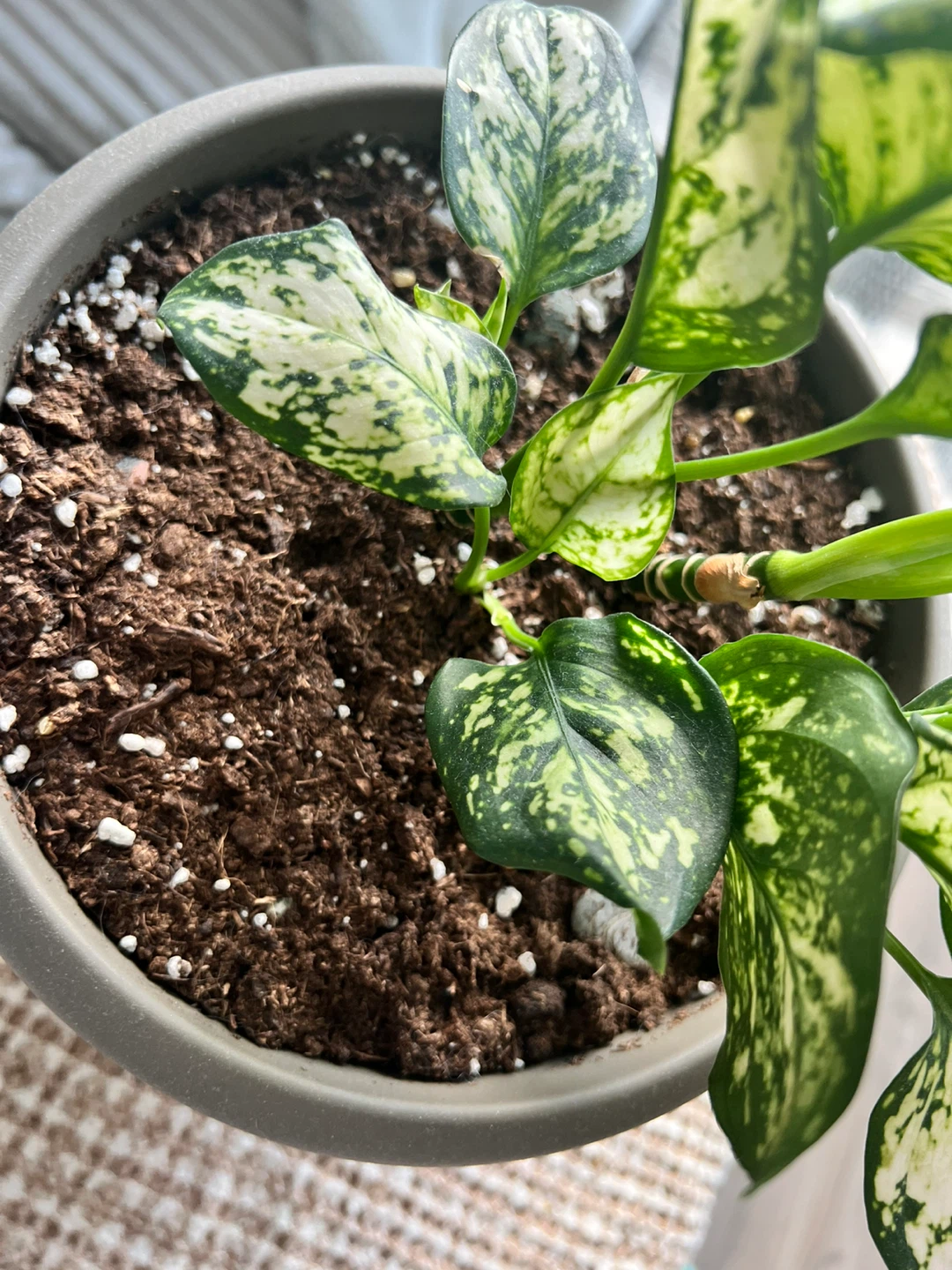 Moving sale—Aglaonema plant (Chinese evergreen) - photo 2