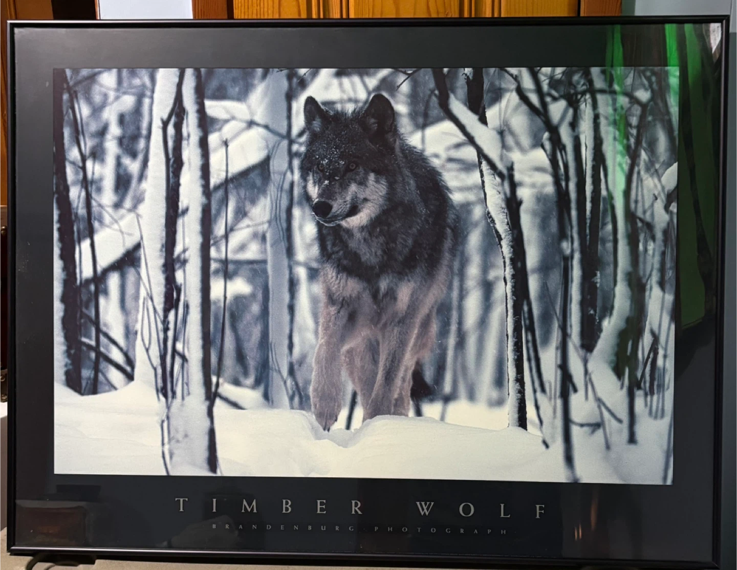Timber Wolf Brandenburg Photograph