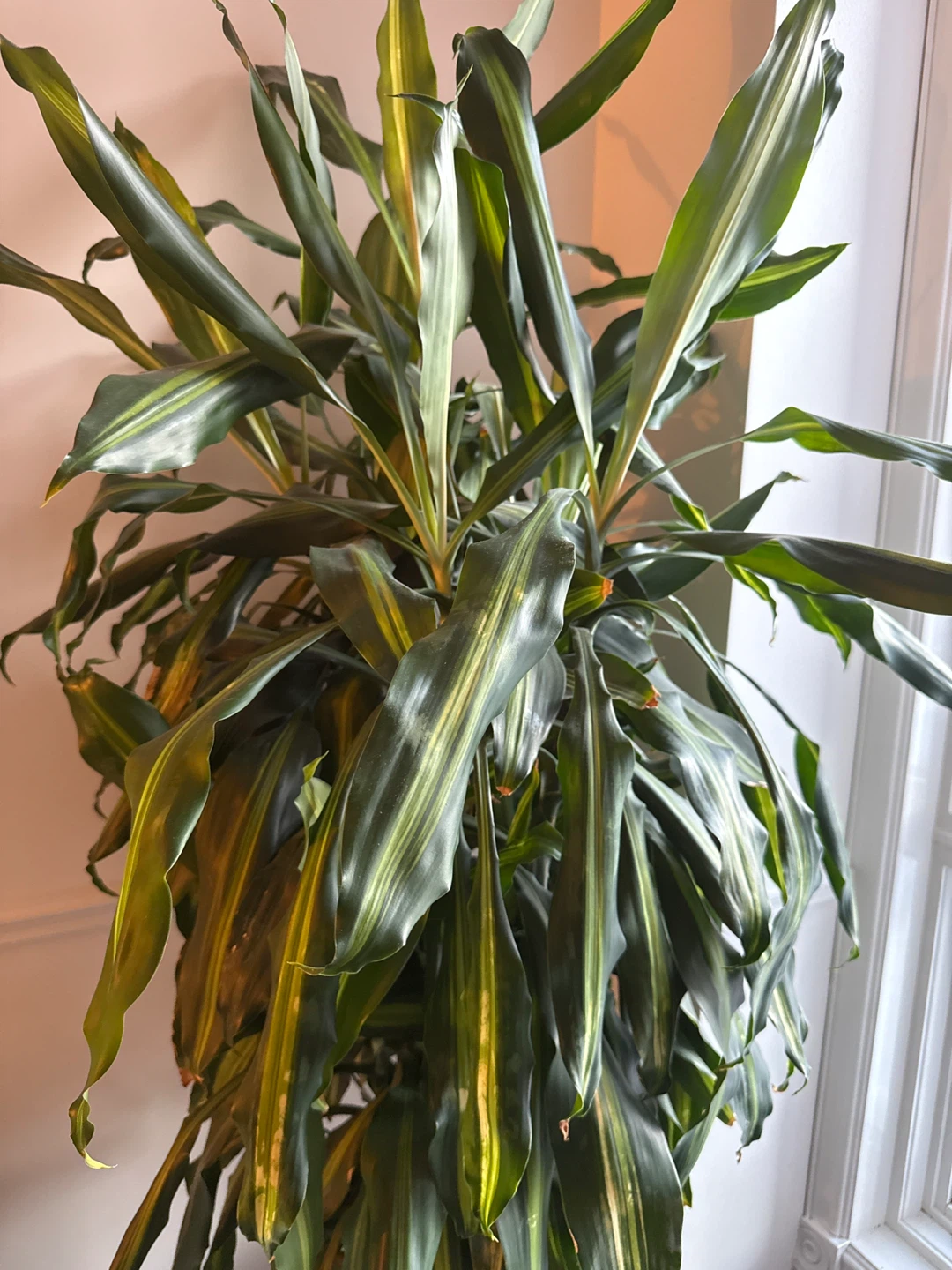 Dracaena Plant with Pot - photo 2