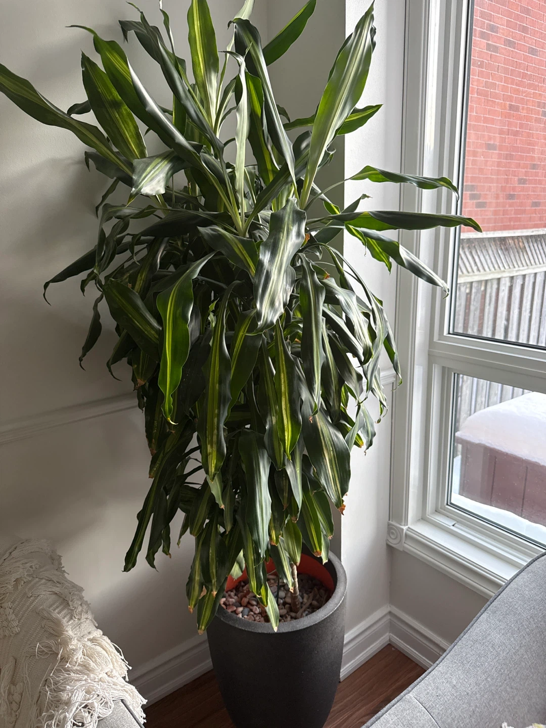 Dracaena Plant with Pot