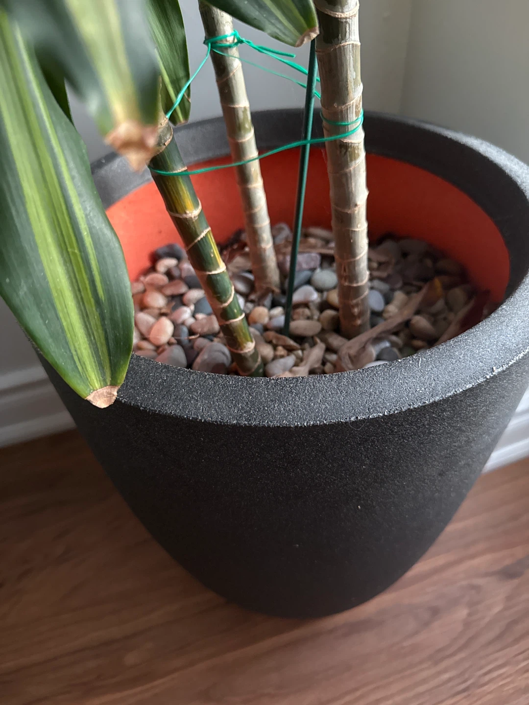 Dracaena Plant with Pot - photo 3