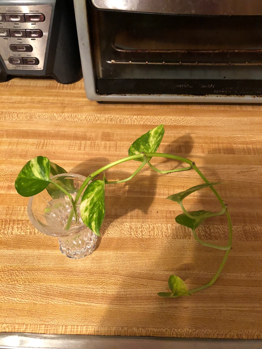 Pothos Plant cutting  🥕