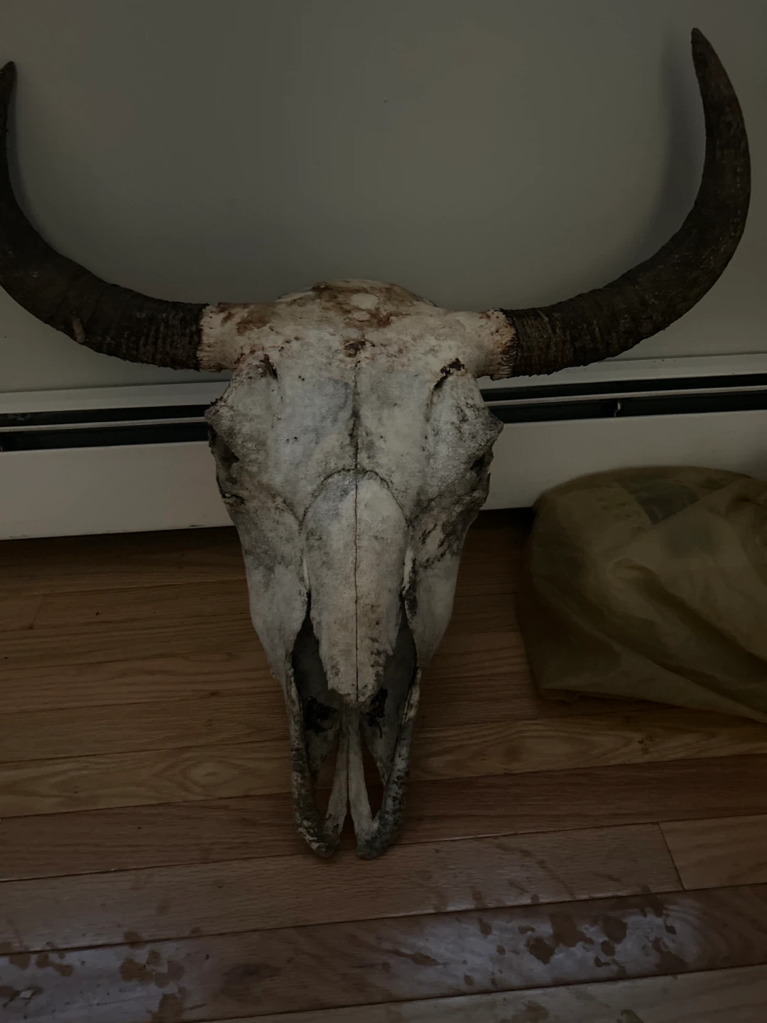 Bull skull head