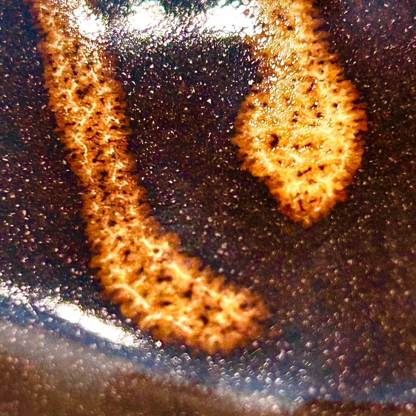Studio Pottery Charger Plate, Black Glaze & Ochre Slip, CT - photo 3