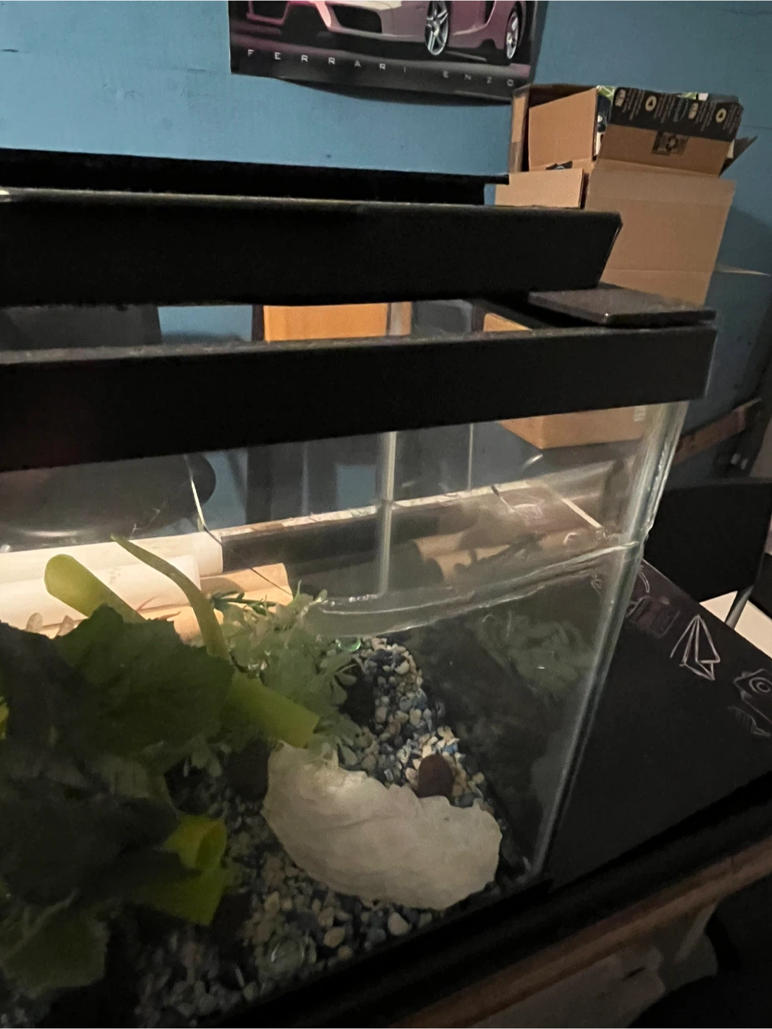 5 Gallon Fish Tank with Accessories - photo 2
