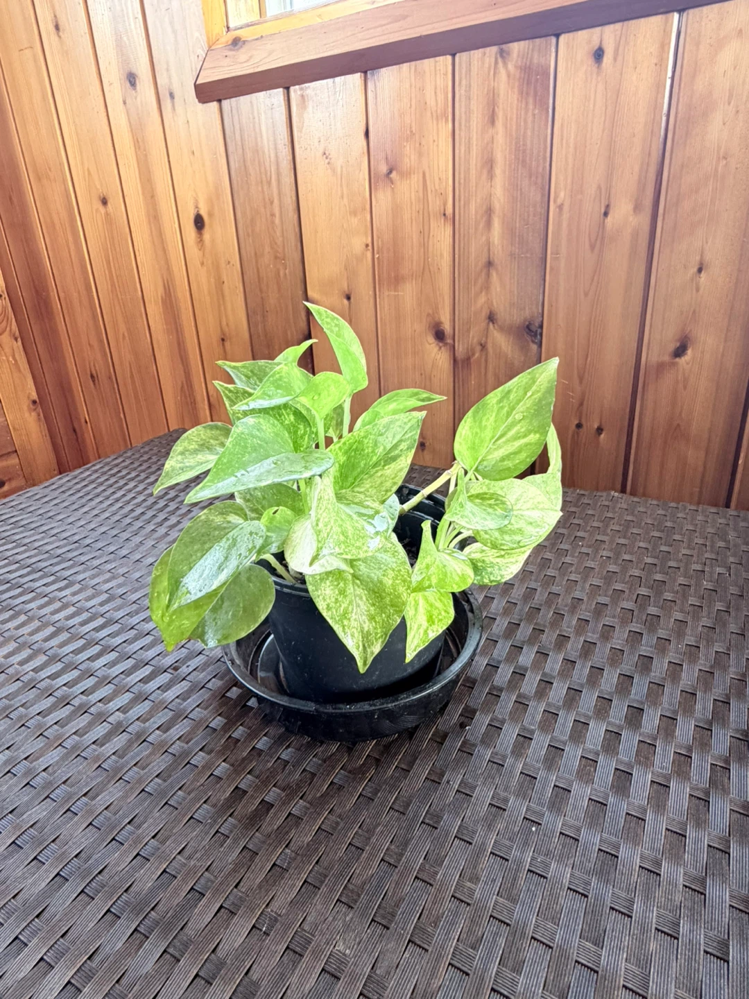 Pothos Plant🥕