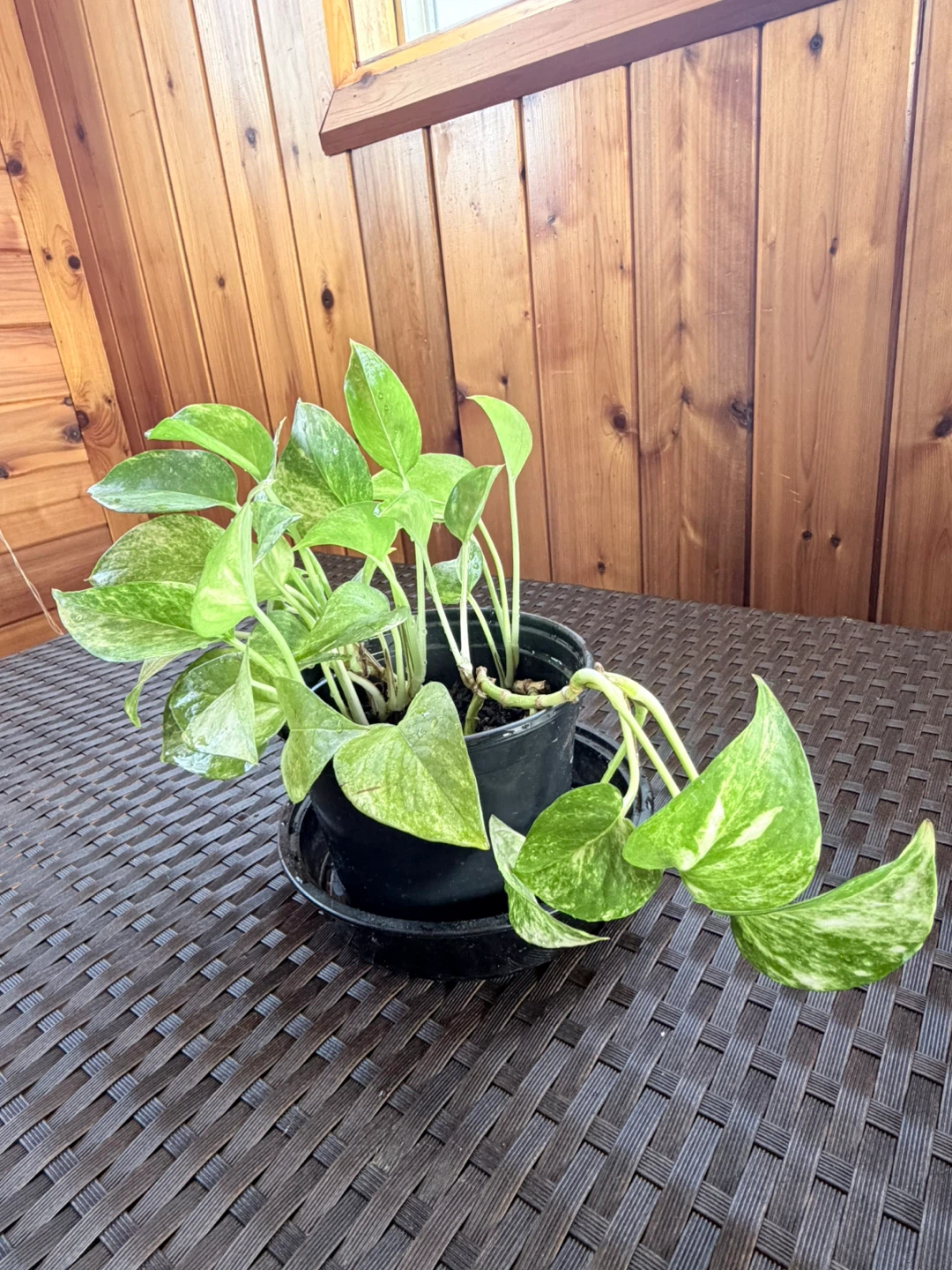 Pothos Plant🥕 - photo 2