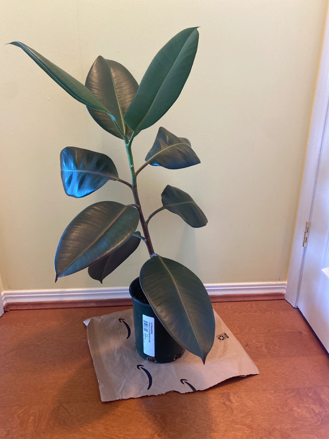 Rubber Plant Ficus Elastica