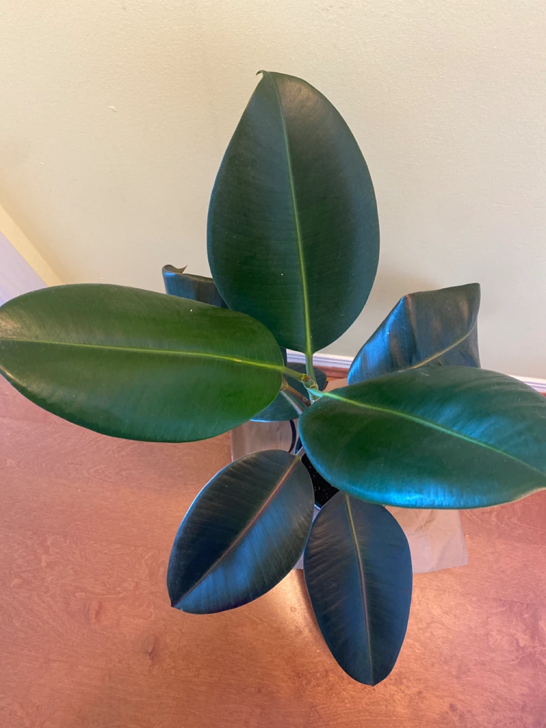 Rubber Plant Ficus Elastica - photo 2