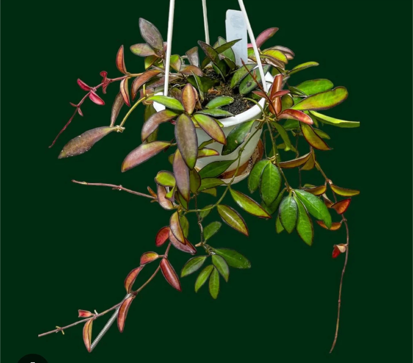 Varigated Hoya Rosita - photo 2