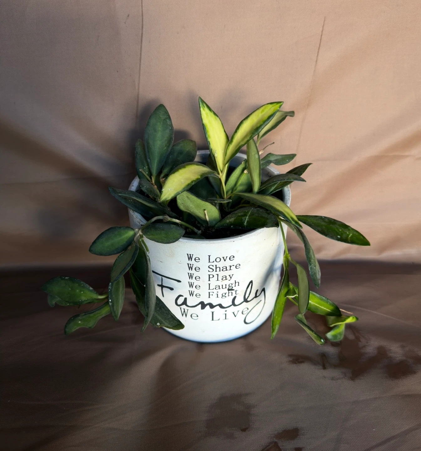 Varigated Hoya Rosita