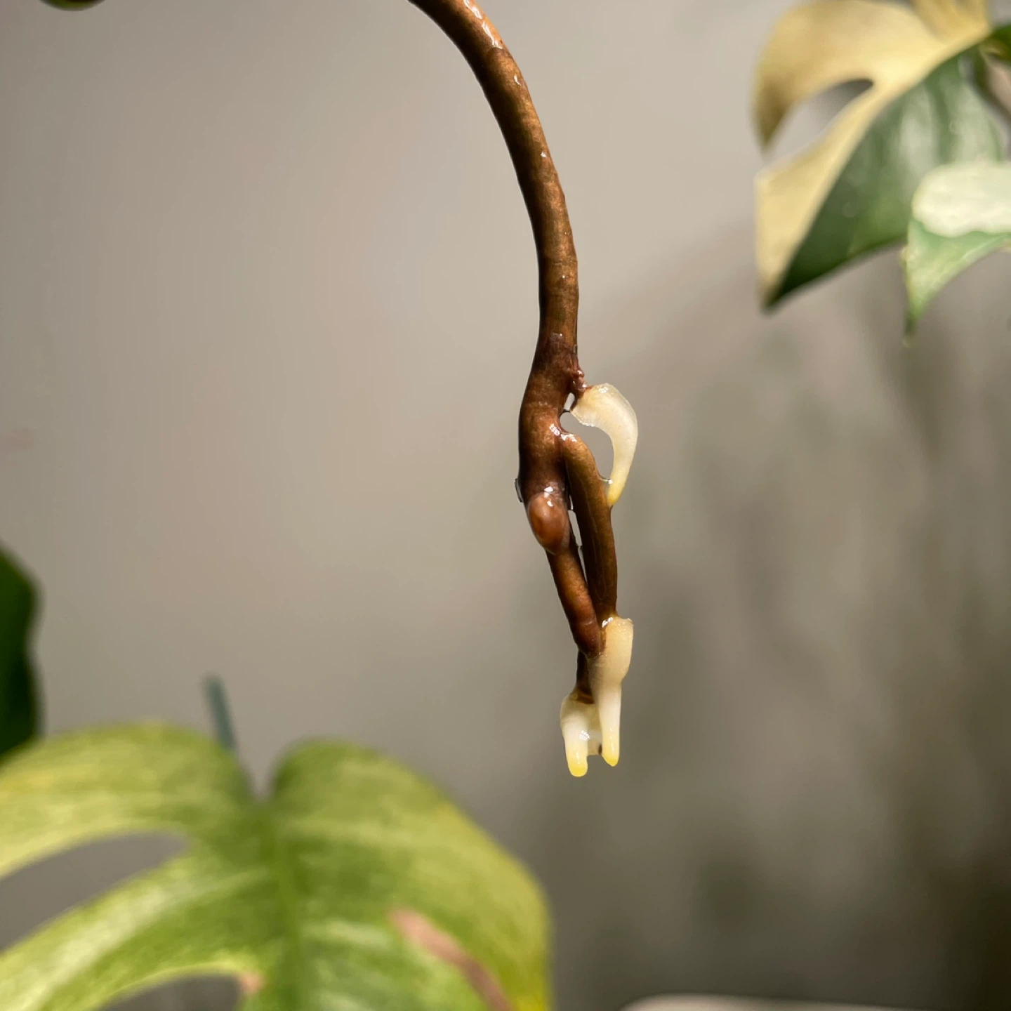 Half-Moon Monstera Aurea - photo 4
