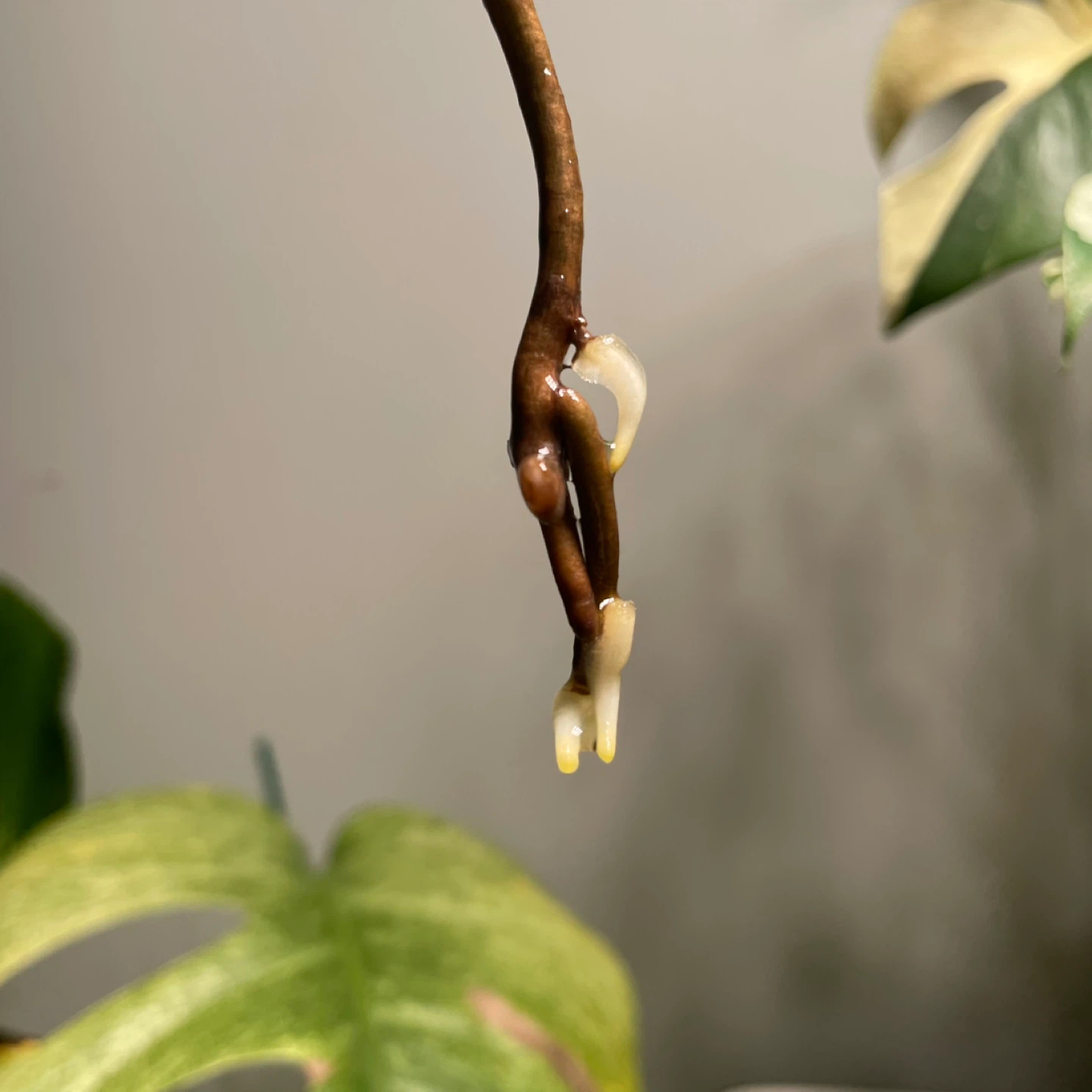 Half-Moon Monstera Aurea - photo 3
