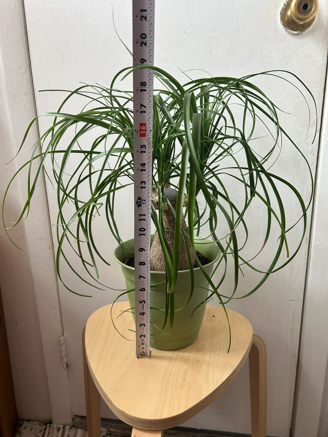 Ponny tail palm - photo 2