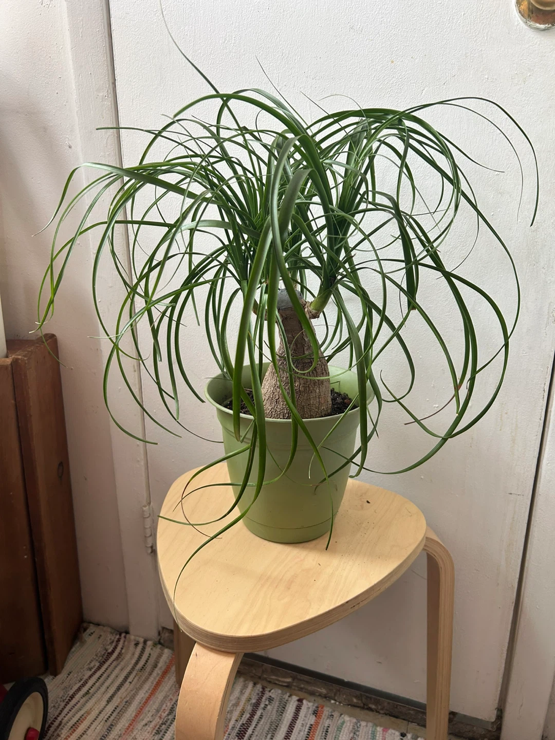 Ponny tail palm