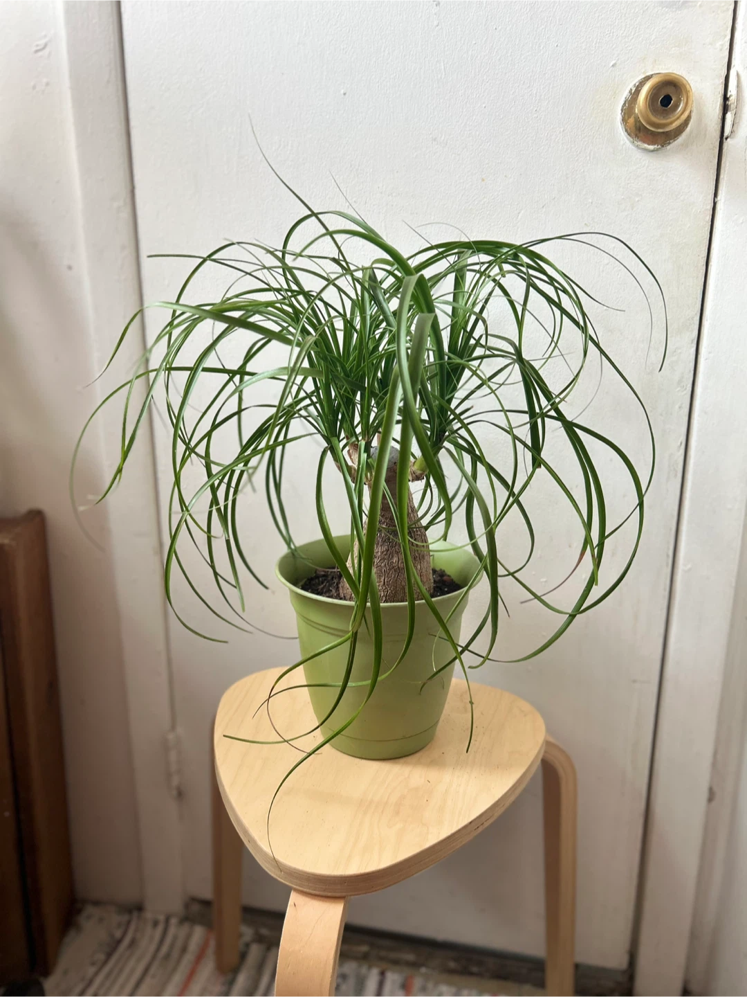 Ponny tail palm - photo 4