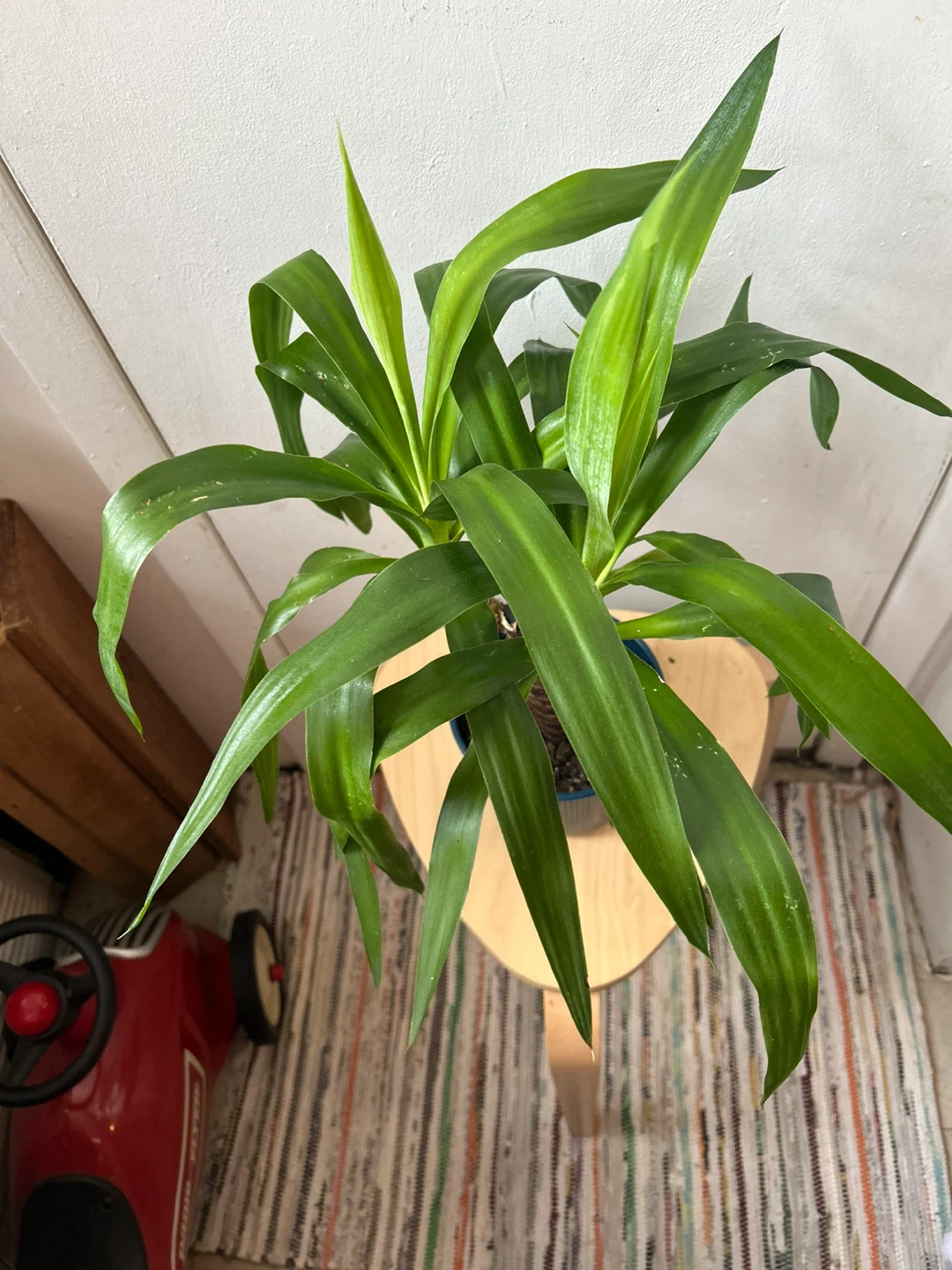 Yucca plant 🥕 - photo 3