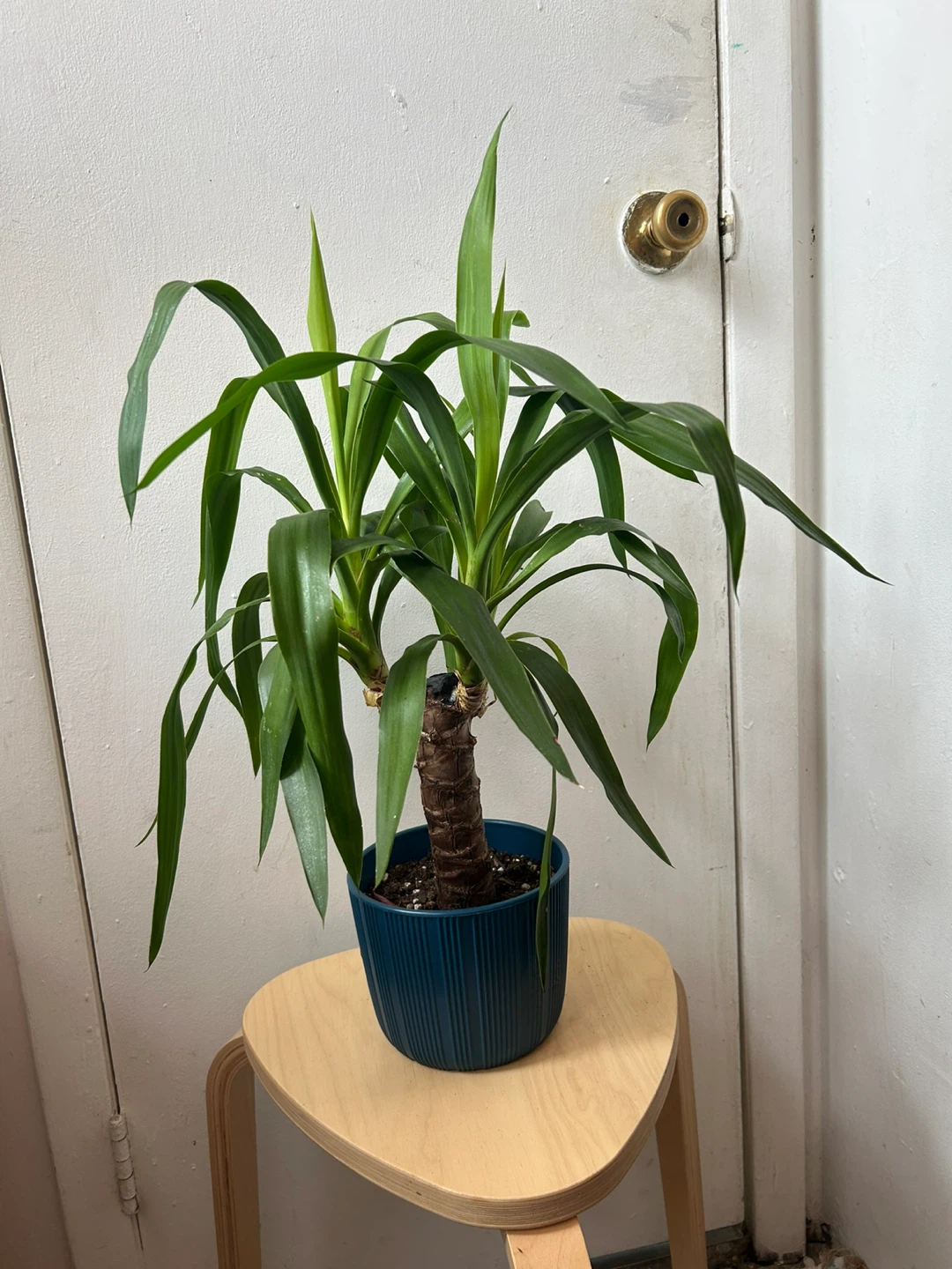 Yucca plant 🥕