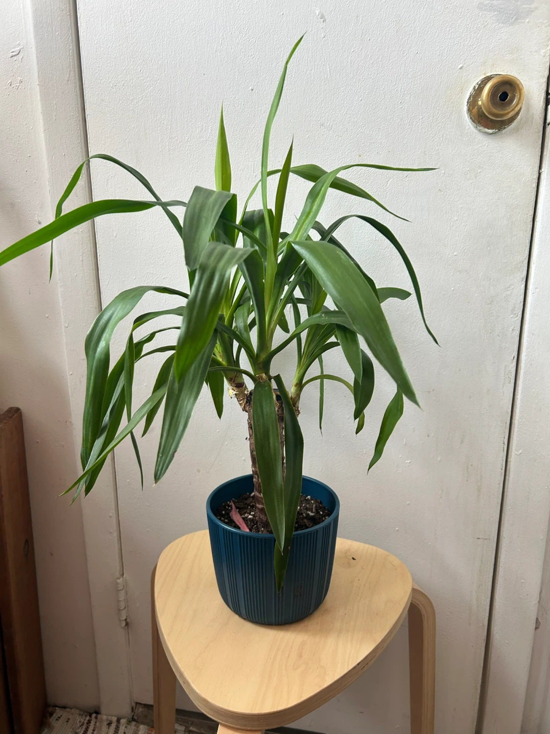 Yucca plant 🥕 - photo 4
