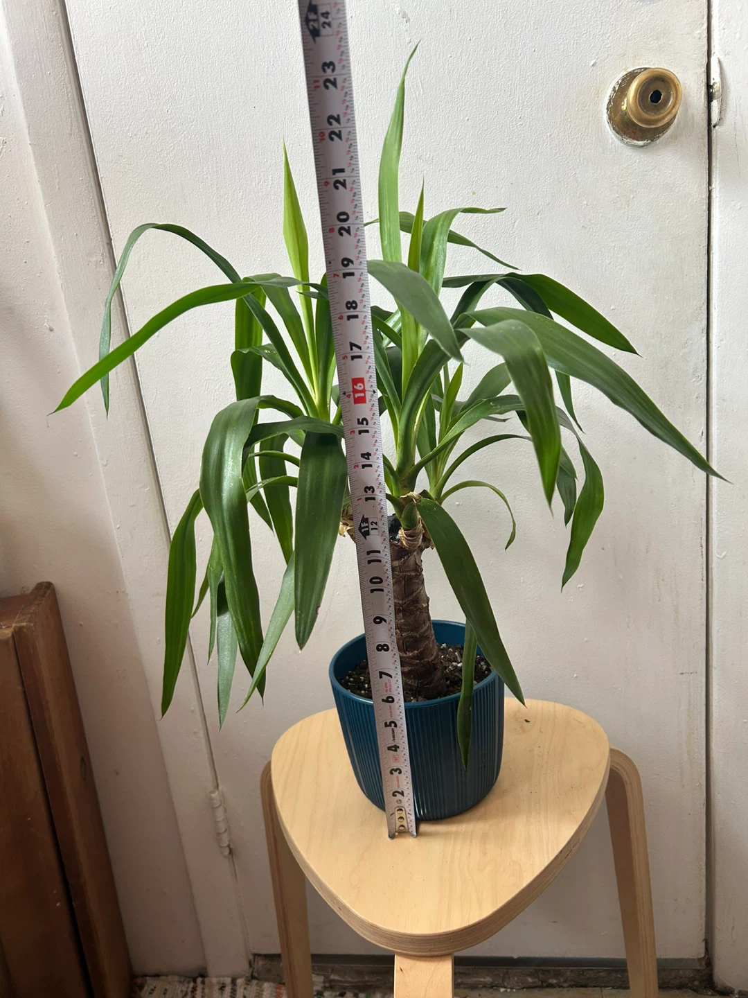 Yucca plant 🥕 - photo 2