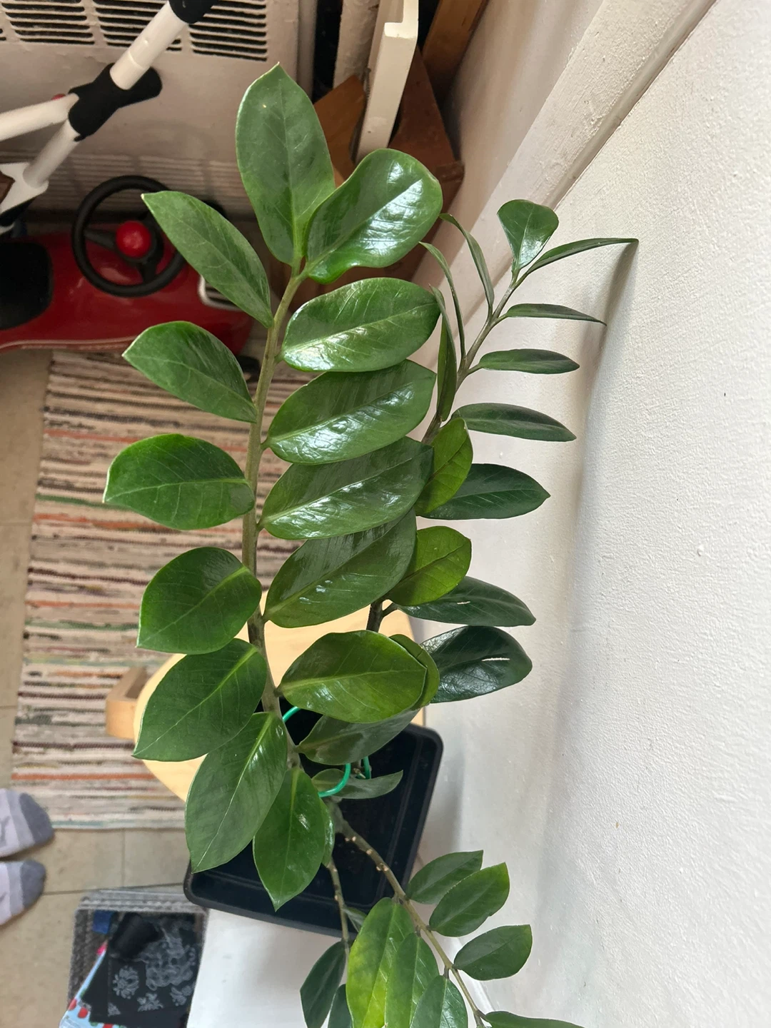ZZ plant - photo 4