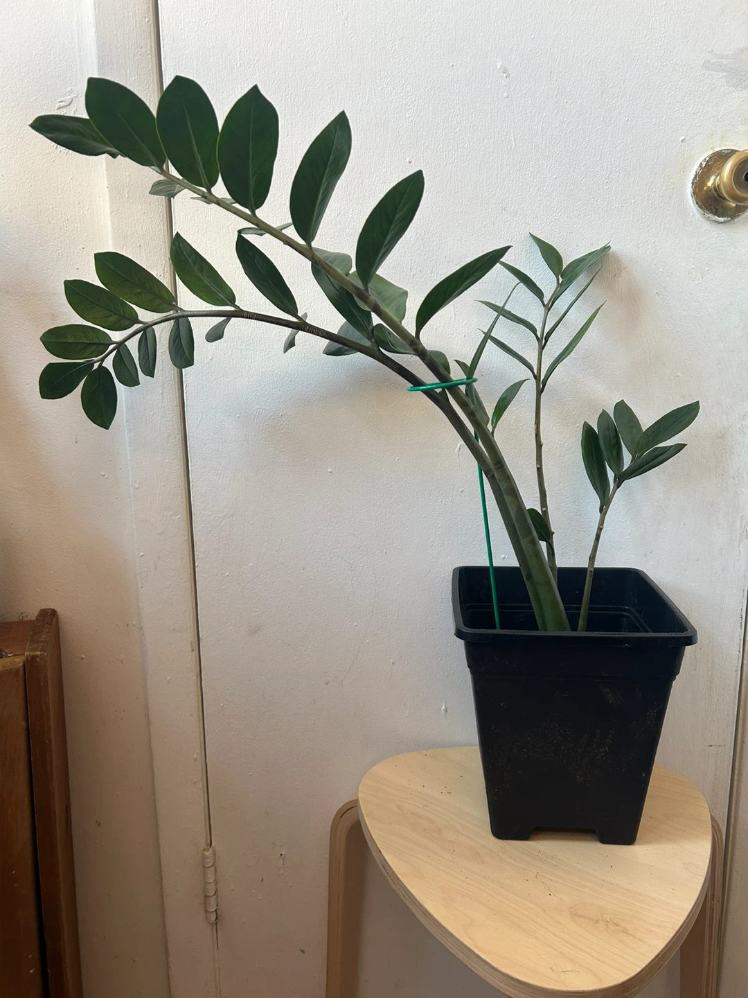ZZ plant