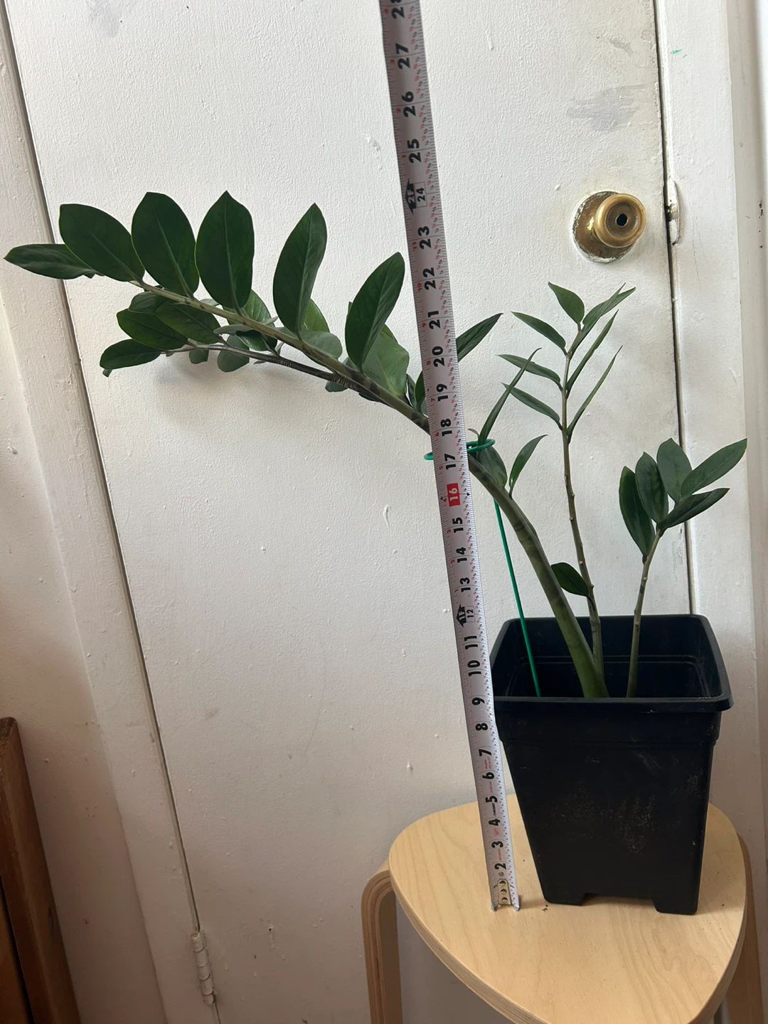 ZZ plant - photo 3