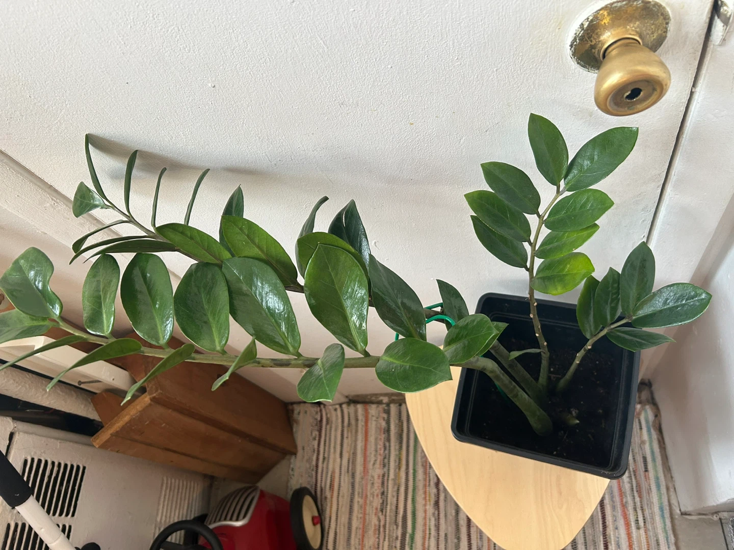 ZZ plant - photo 2