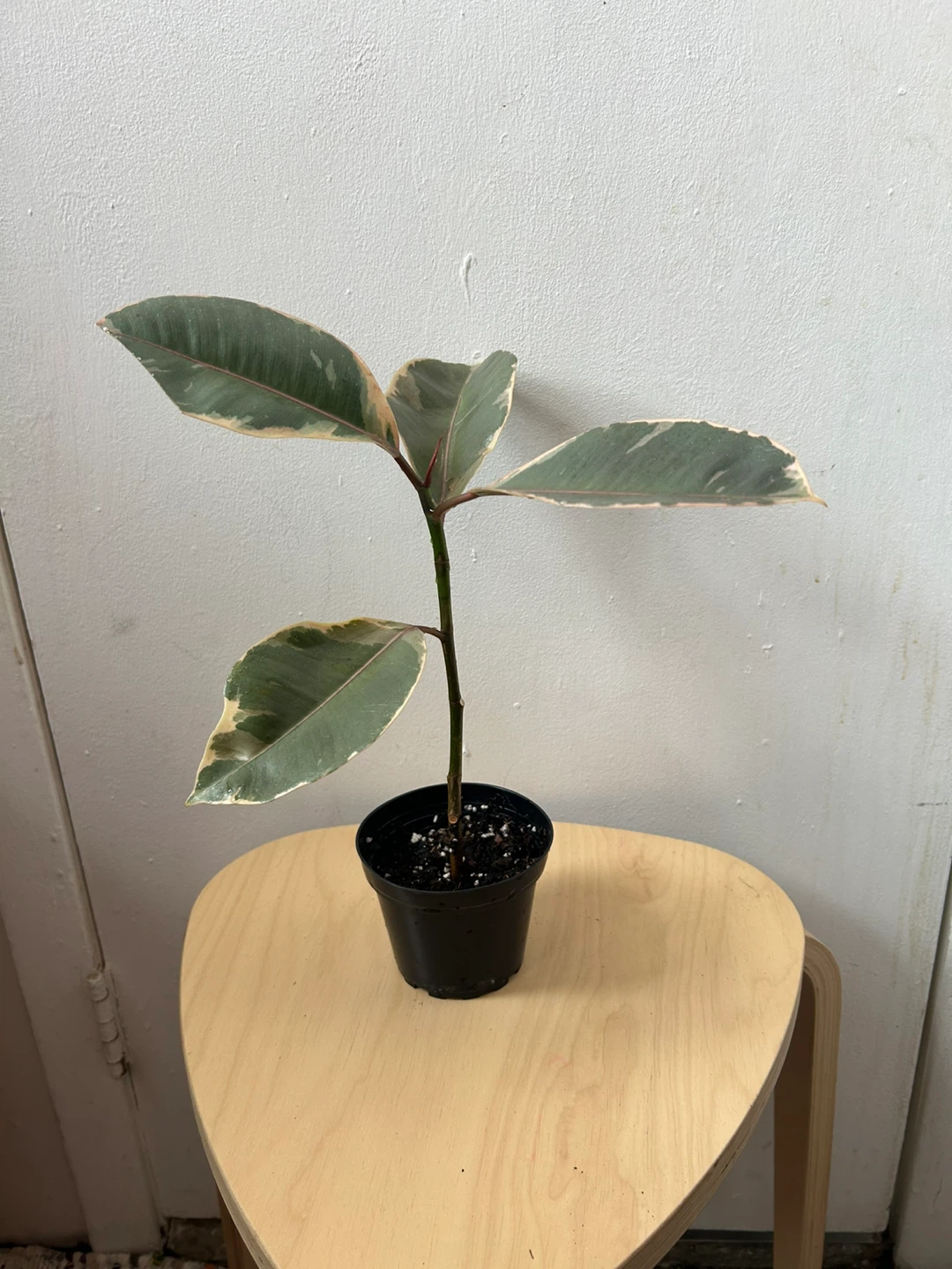 Ficus elástica ruby - photo 3