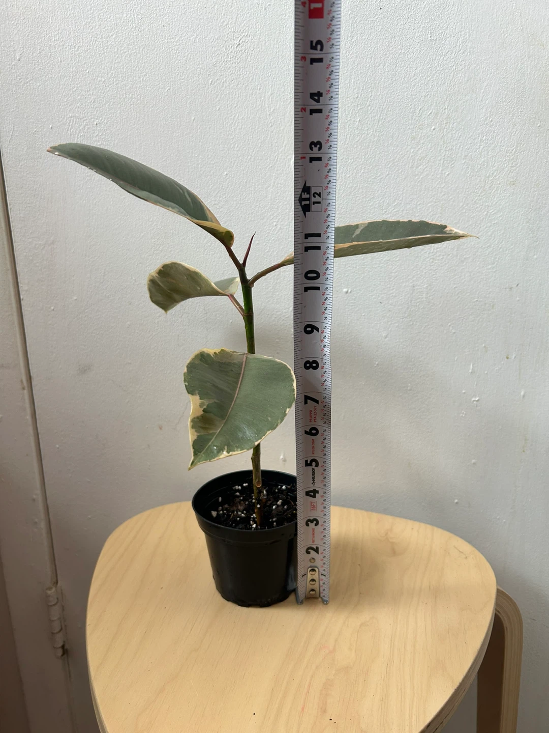 Ficus elástica ruby - photo 2