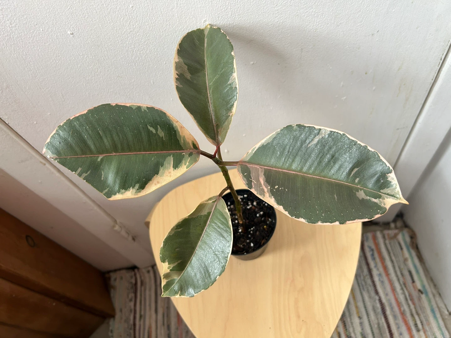 Ficus elástica ruby