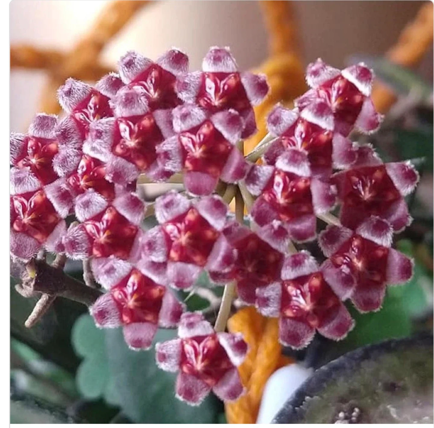 Varigated Hoya Rosita - photo 3