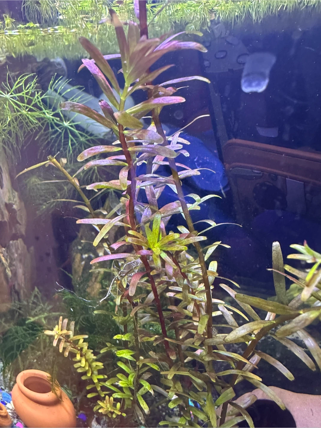 Rotala Rotundifolia Aquarium Plant - photo 2