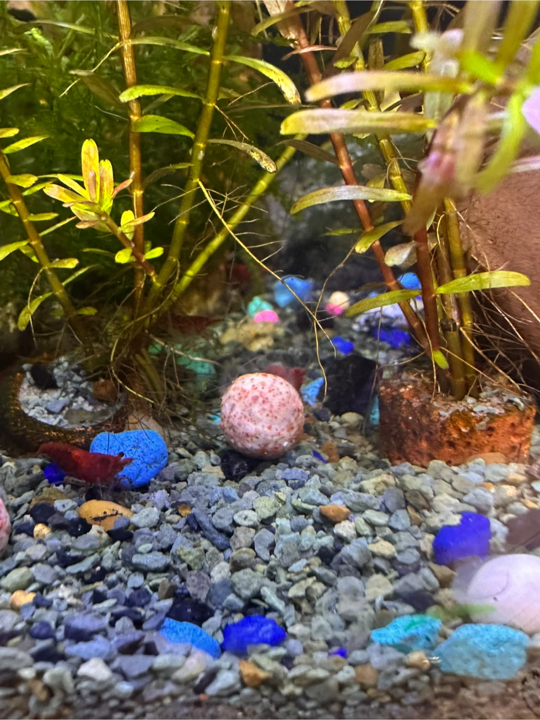 Rotala Rotundifolia Aquarium Plant - photo 3
