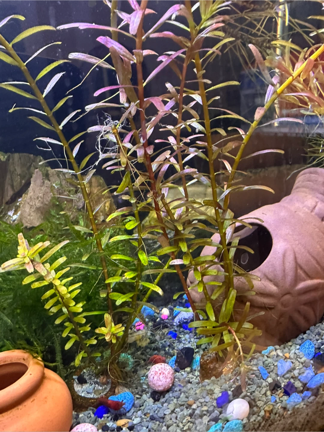 Rotala Rotundifolia Aquarium Plant