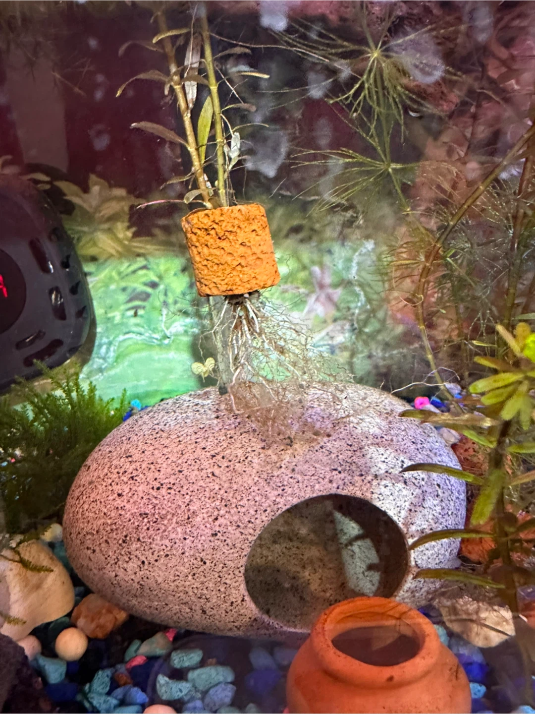 Rotala Rotundifolia Aquarium Plant - photo 4