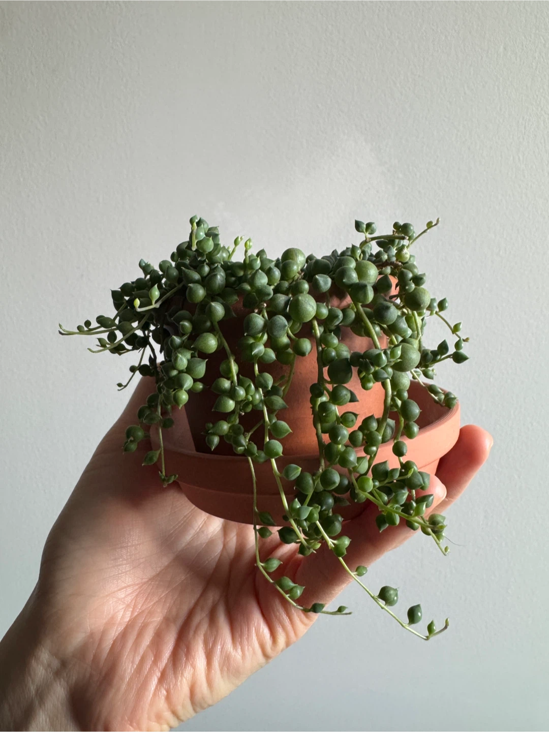 String of Pearls (3inch pot) - photo 4